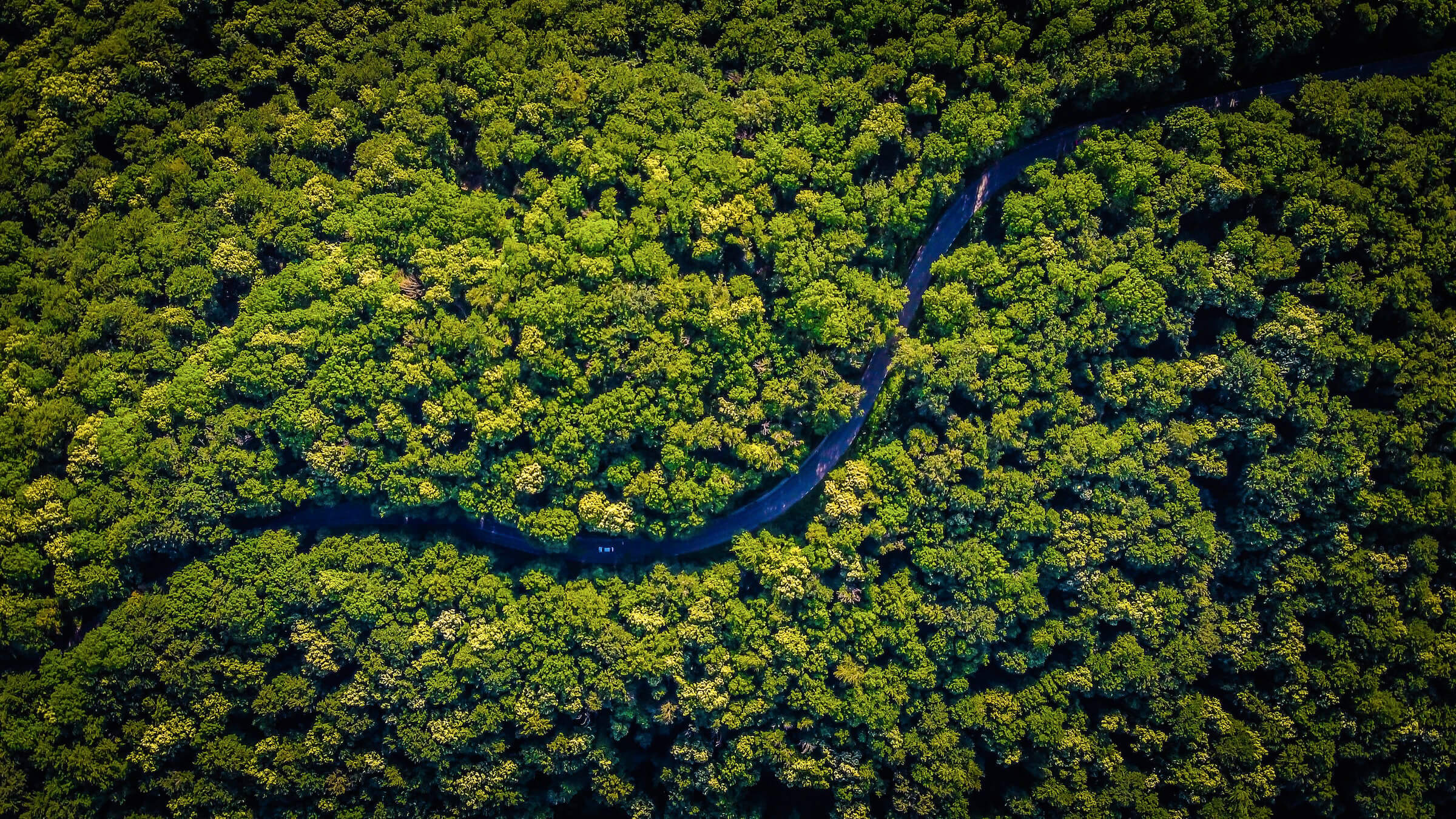 We plant a tree with every order - One Tree Planted